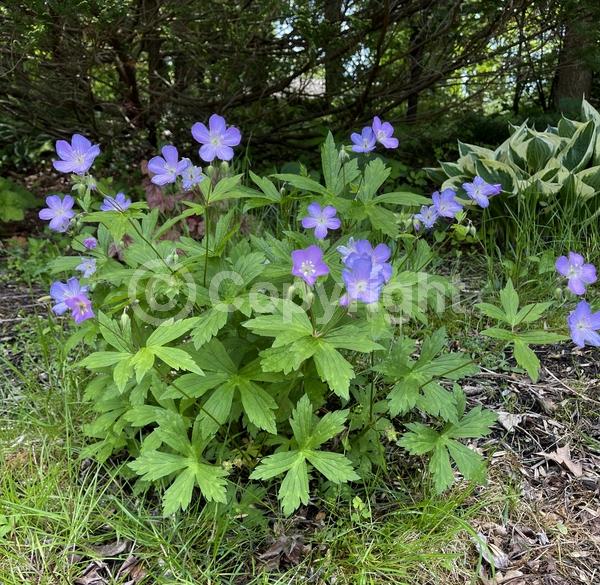 Pink blooms; North American Native