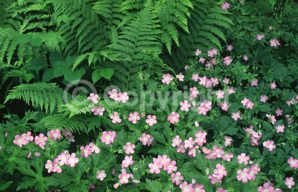 Pink blooms; North American Native