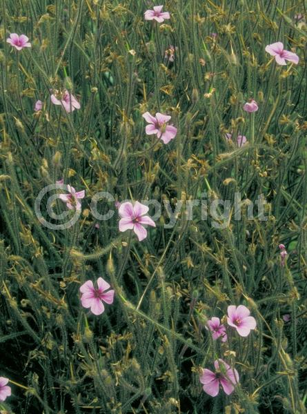 Purple blooms; Pink blooms; Evergreen; Needles or needle-like leaf