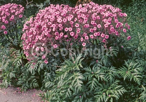 Purple blooms; Pink blooms; Evergreen; Needles or needle-like leaf
