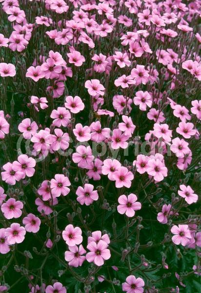 Purple blooms; Pink blooms; Evergreen; Needles or needle-like leaf