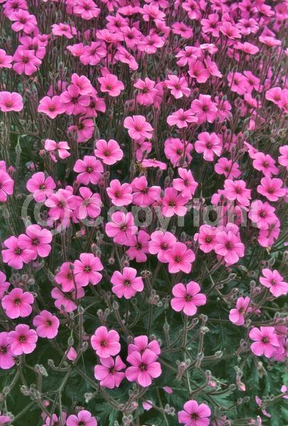 Purple blooms; Pink blooms; Evergreen; Needles or needle-like leaf