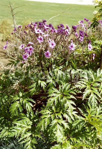 Purple blooms; Pink blooms; Evergreen; Needles or needle-like leaf