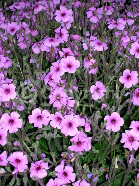 Purple blooms; Pink blooms; Evergreen; Needles or needle-like leaf