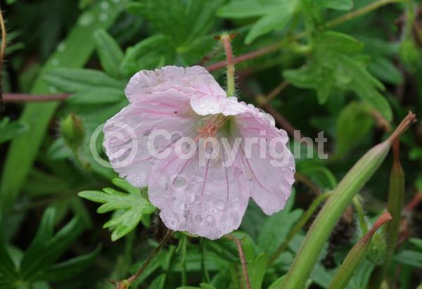 White blooms; Pink blooms; Evergreen; Deciduous; Broadleaf