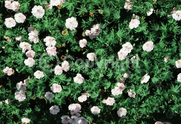 White blooms; Pink blooms; Evergreen; Deciduous; Broadleaf
