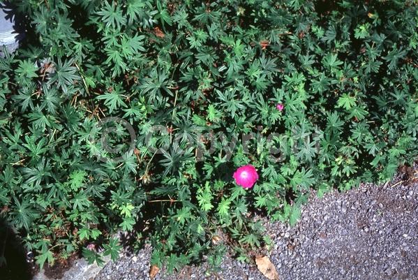 White blooms; Pink blooms; Evergreen; Deciduous; Broadleaf