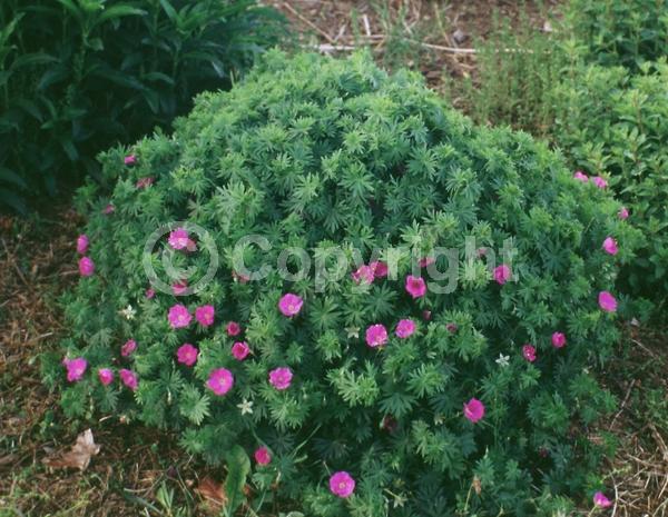 White blooms; Pink blooms; Deciduous; Broadleaf