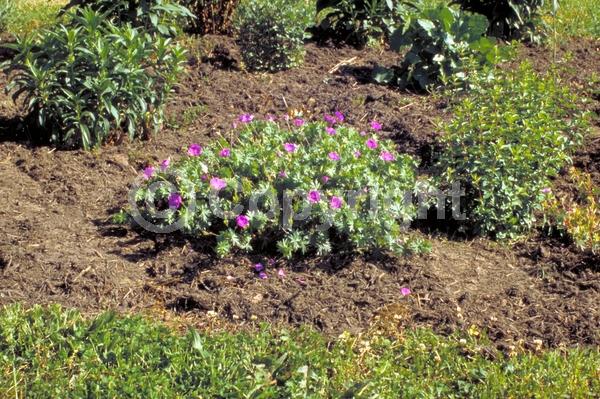 White blooms; Pink blooms; Deciduous; Broadleaf