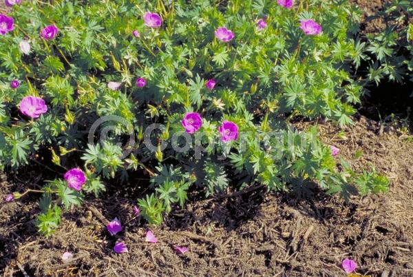 White blooms; Pink blooms; Deciduous; Broadleaf