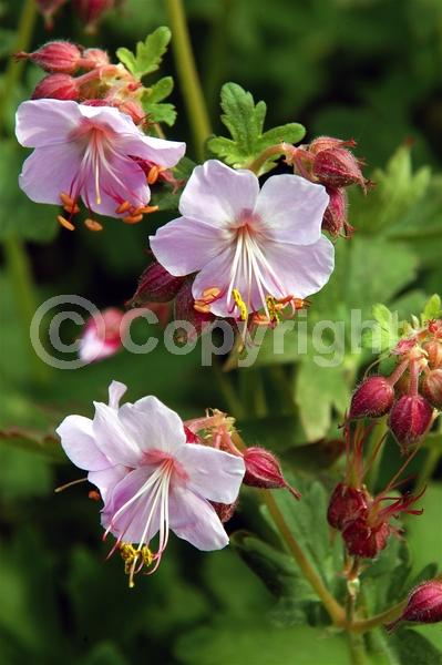 White blooms; Deciduous