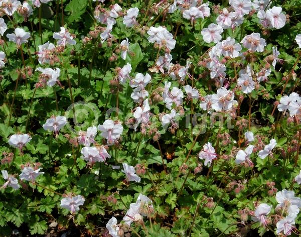 White blooms; Deciduous