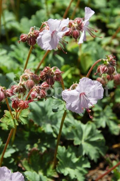 White blooms; Deciduous