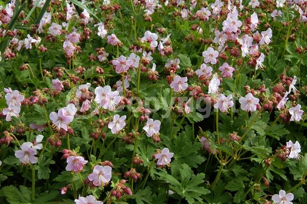White blooms; Deciduous