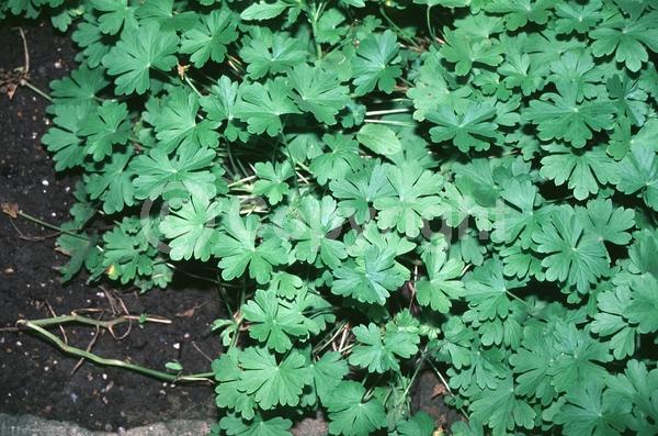 Pink blooms; Semi-evergreen
