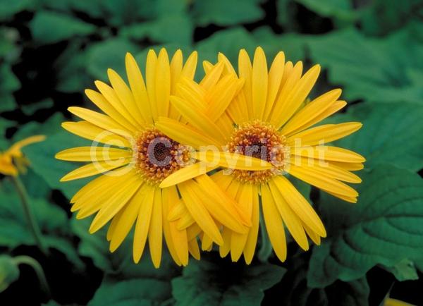 Red blooms; Orange blooms; Yellow blooms; Purple blooms; White blooms; Pink blooms