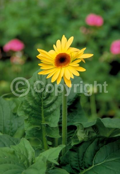 Red blooms; Orange blooms; Yellow blooms; Purple blooms; White blooms; Pink blooms
