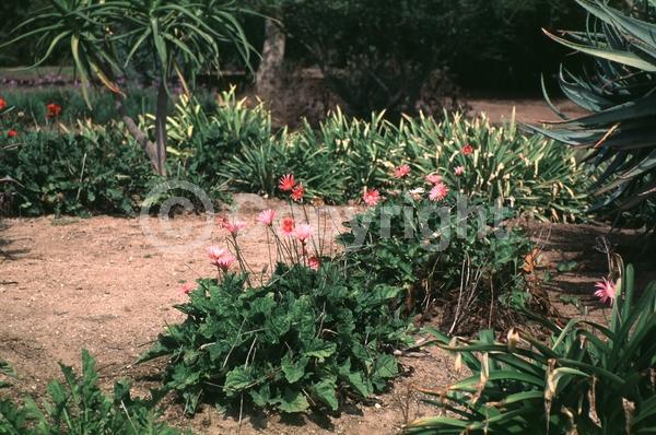 Red blooms; Orange blooms; Yellow blooms; Purple blooms; White blooms; Pink blooms