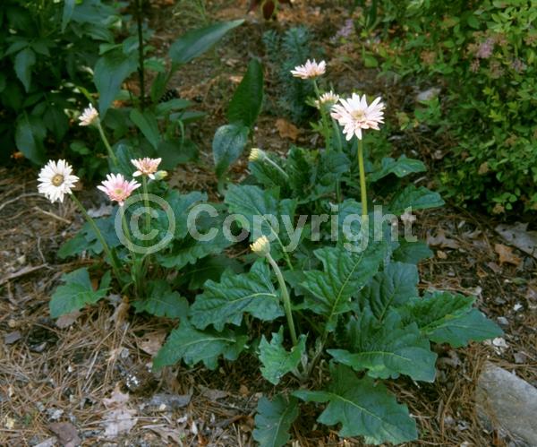 Red blooms; Orange blooms; Yellow blooms; Purple blooms; White blooms; Pink blooms