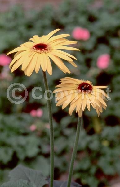 Red blooms; Orange blooms; Yellow blooms; Purple blooms; White blooms; Pink blooms