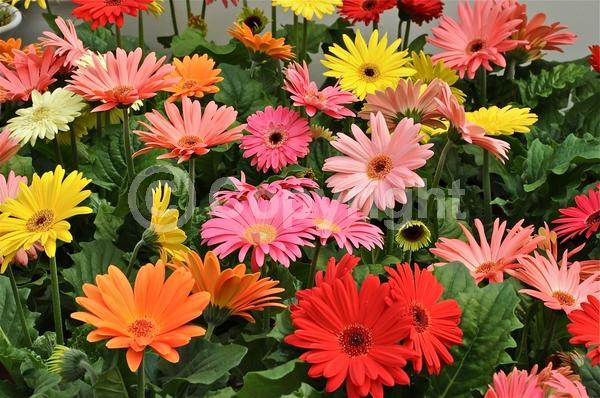Red blooms; Orange blooms; Yellow blooms; Purple blooms; White blooms; Pink blooms