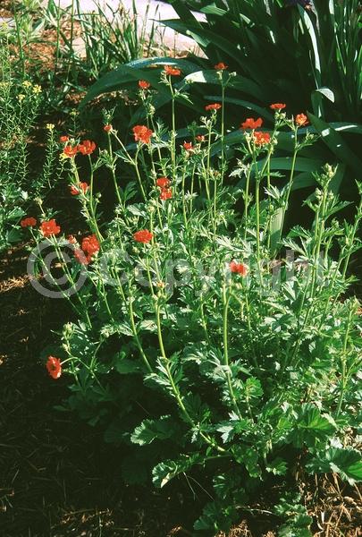 Orange blooms; Deciduous; Broadleaf