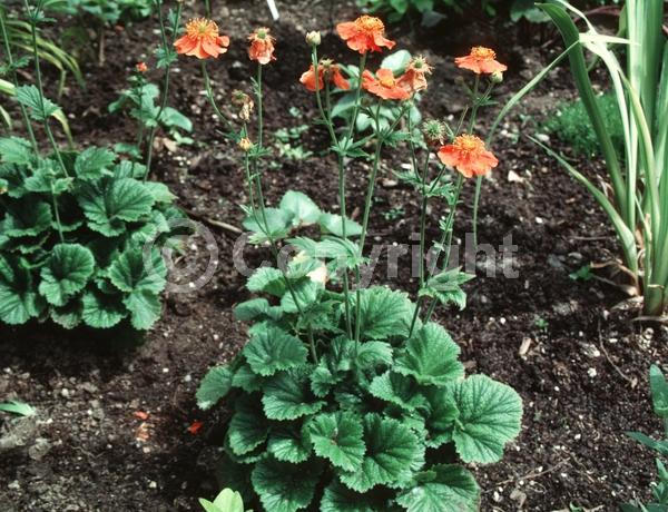 Orange blooms; North American Native