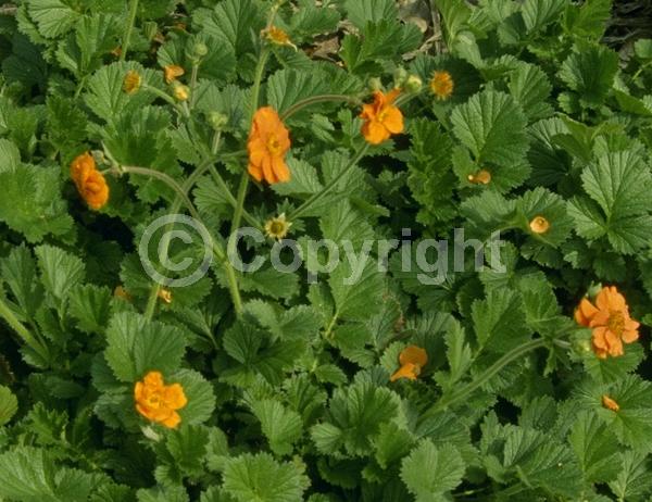 Orange blooms; Yellow blooms; Deciduous; Broadleaf