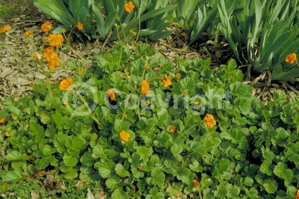 Orange blooms; Yellow blooms; Deciduous; Broadleaf