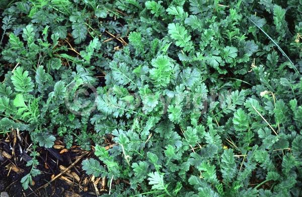 Purple blooms; Pink blooms; North American Native
