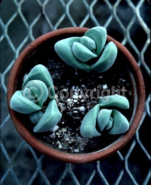 Red blooms; Evergreen