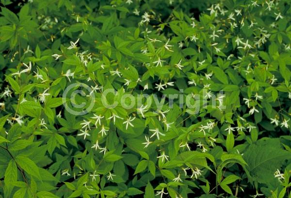 White blooms; Pink blooms; Deciduous; Broadleaf