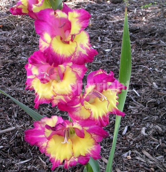 Yellow blooms; Purple blooms