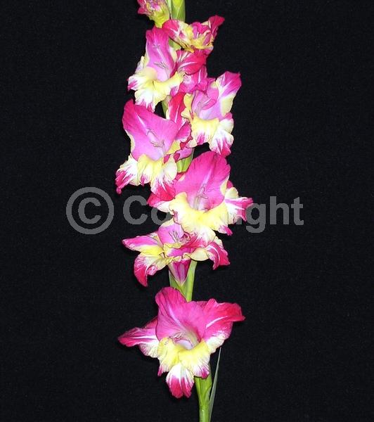 Yellow blooms; Purple blooms