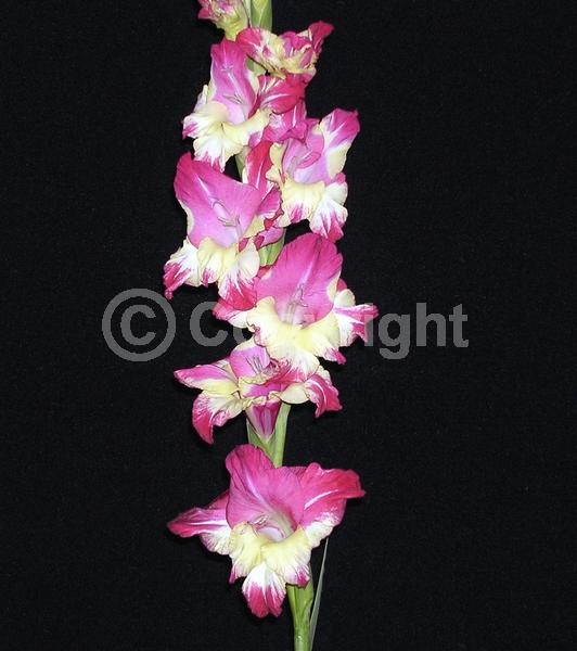 Yellow blooms; Purple blooms