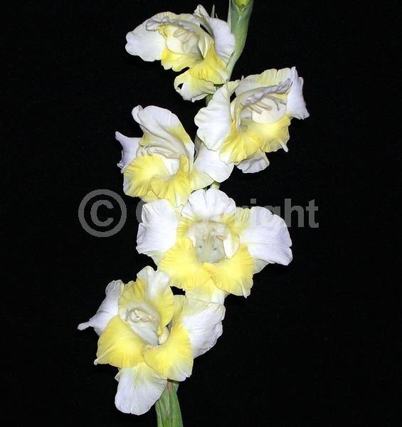 Yellow blooms; White blooms