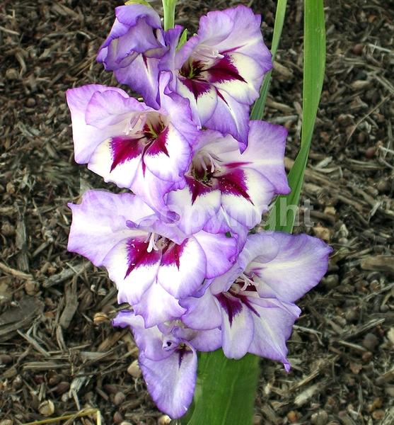 Purple blooms; White blooms