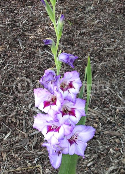 Purple blooms; White blooms