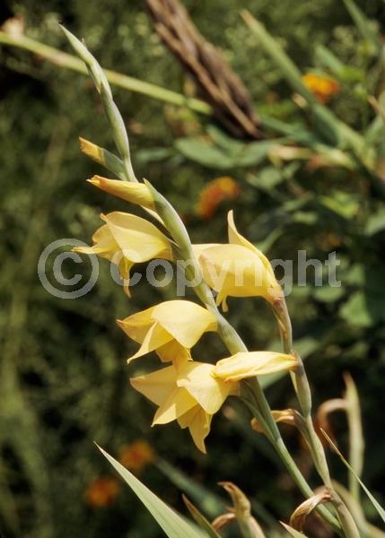 Yellow blooms; Green blooms; Deciduous; Broadleaf