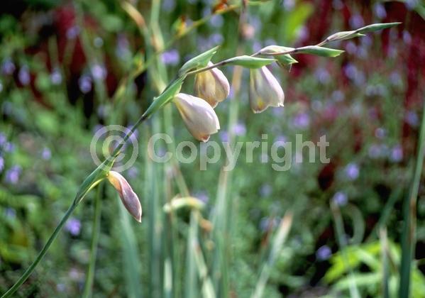 Yellow blooms; Green blooms; Deciduous; Broadleaf