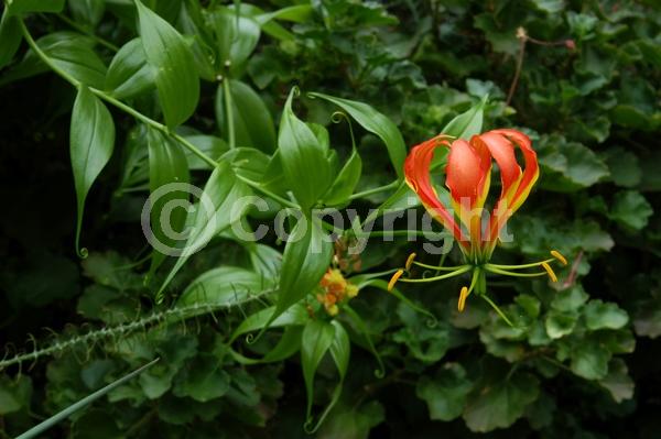 Red blooms; Yellow blooms