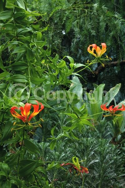 Red blooms; Yellow blooms