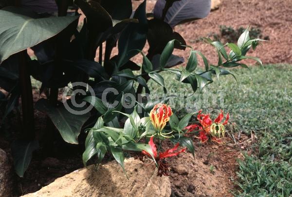 Red blooms; Yellow blooms