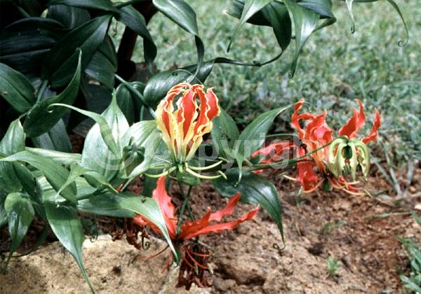 Red blooms; Yellow blooms