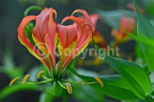 Red blooms; Yellow blooms