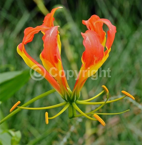 Red blooms; Yellow blooms