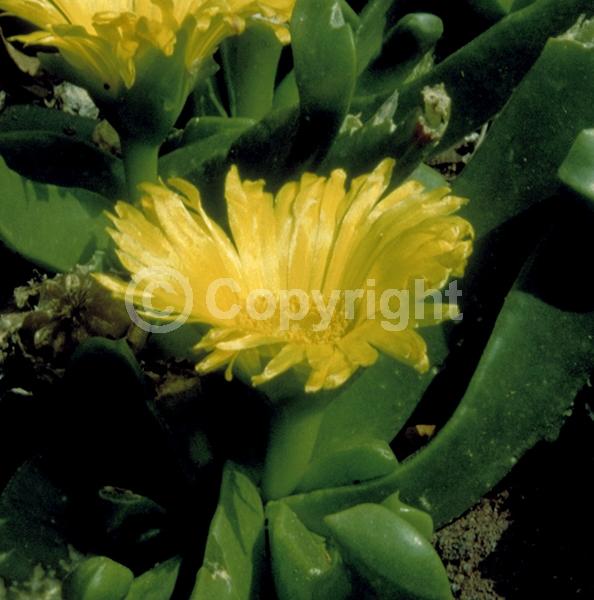 Yellow blooms; Evergreen; Needles or needle-like leaf