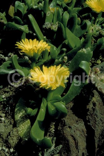 Yellow blooms; Evergreen; Needles or needle-like leaf