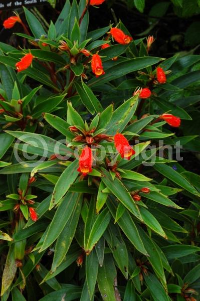 Red blooms; Orange blooms