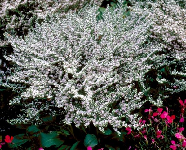 White blooms; Pink blooms; Semi-evergreen